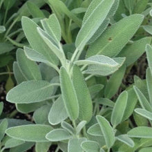 Sage Herb Seeds, Imported Seeds 40-50