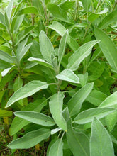 Sage Herb Seeds, Imported Seeds 40-50