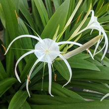 Spider lily Flower Bulbs Pack of 2 Bulbs