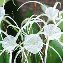 Spider lily Flower Bulbs Pack of 2 Bulbs