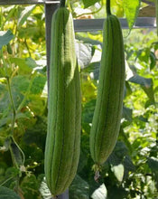 Sponge Gourd Imported Seeds 20-30