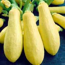 Squash Yellow Vegetable Imported seeds 20-30