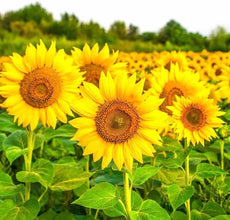 Sunflower Russian Seeds, Imported Flower Seeds 40-50