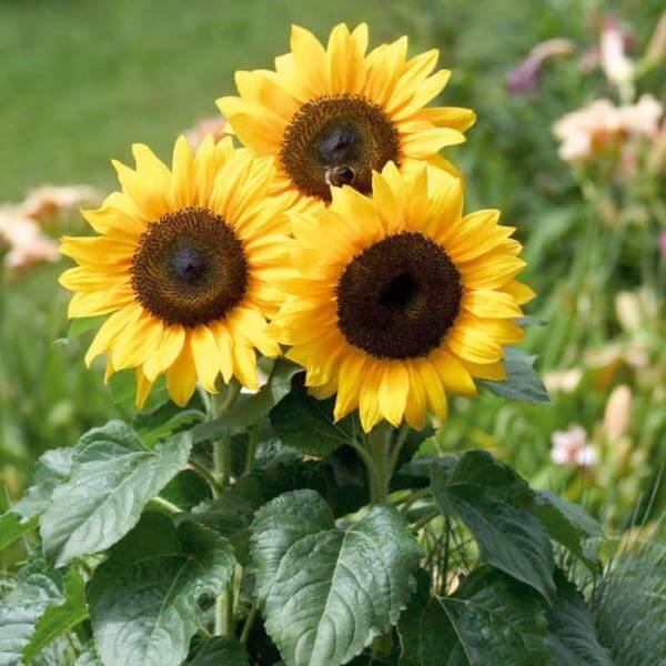 Sunflower Miniature Seeds, Imported Seeds 50-100