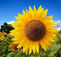 Sunflower Russian Seeds, Imported Flower Seeds 40-50