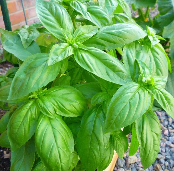 Red Basil Herb Seeds, Imported Seeds 40-50