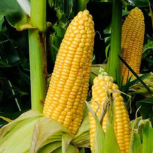 Sweet Corn Vegetable Imported seeds 50-100