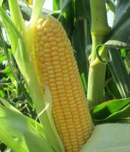 Sweet Corn Vegetable Imported seeds 50-100