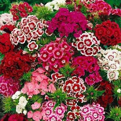 Sweet William Flower Seeds, Imported Seeds 50-100