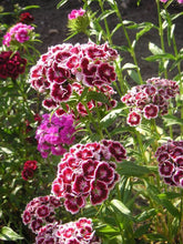 Sweet William Flower Seeds, Imported Seeds 50-100