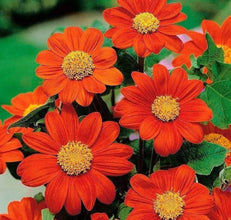 Tithonia Flower Seeds, Imported Flower Seeds 50-100