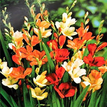 Tritonia Mixed Color Flower Bulbs Pack of 5 Bulbs