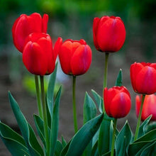 Tulip Imported Flower Bulbs Red (Pack of 5)