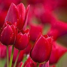 Tulip Imported Flower Bulbs Red (Pack of 5)