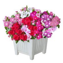 Vinca Flower Seeds, Imported Seeds 50-100