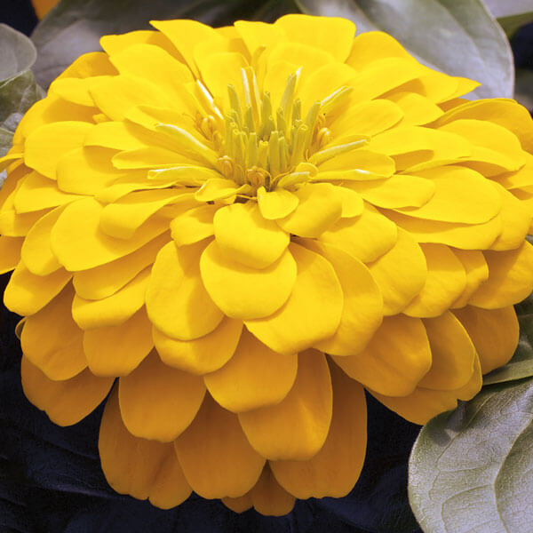 Zinnia Yellow Flower Seeds, Imported Flower Seeds 50-100