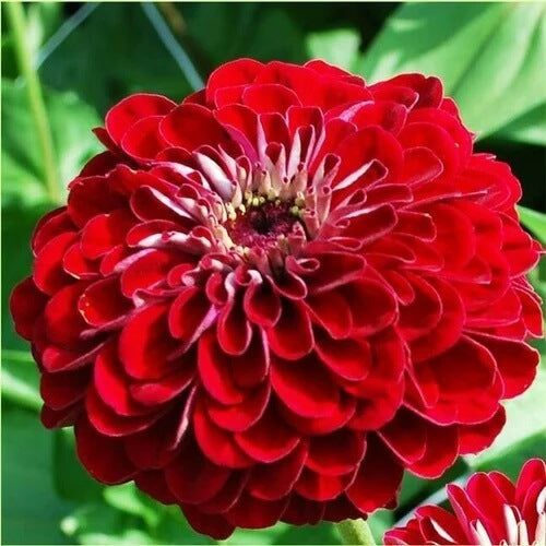 Zinnia Red Flower Seeds, Imported Flower Seeds 50-100