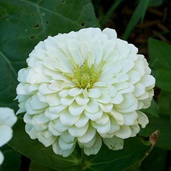 Zinnia White Flower Seeds, Imported Flower Seeds 50-100