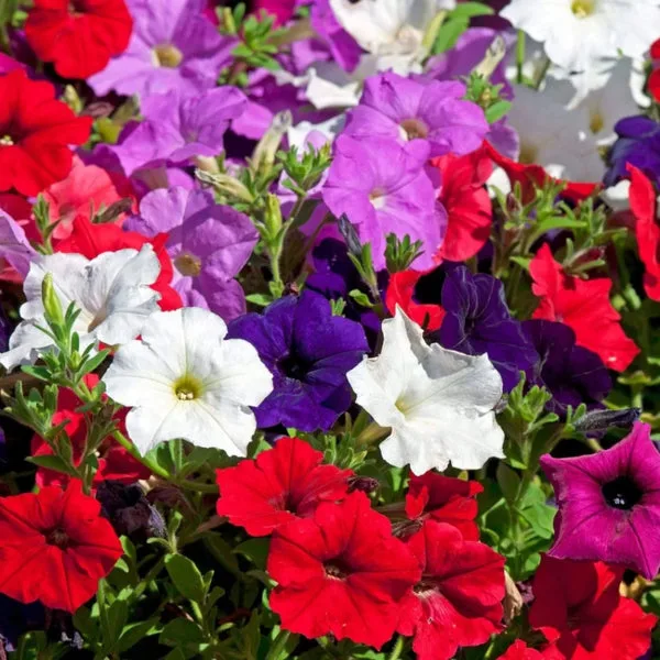 Petunia Flower Hybrid Seeds (Pack of 100) thumbnail 3