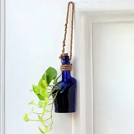 Hanging Money Plant In Antiquity Bottle Planter thumbnail 3