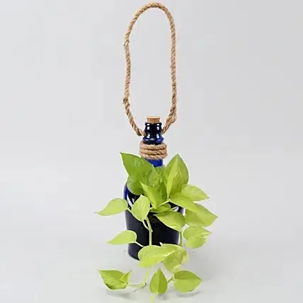 Hanging Money Plant In Antiquity Bottle Planter thumbnail 5