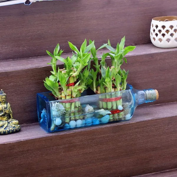 Double Lucky Bamboo Bombay Sapphire Bottle Planter thumbnail 6