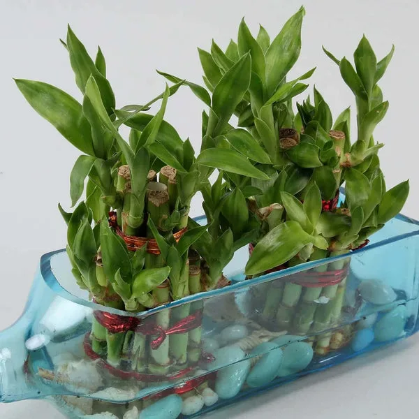 Double Lucky Bamboo Bombay Sapphire Bottle Planter thumbnail 5