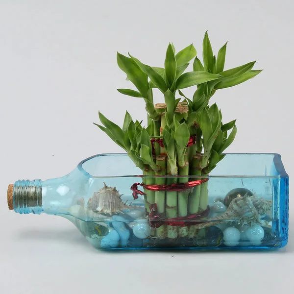 Lucky Bamboo Bombay Sapphire Bottle Planter thumbnail 2