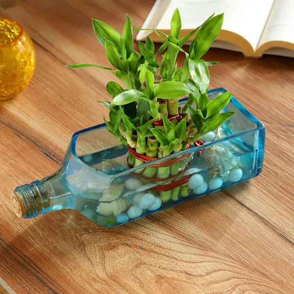 Lucky Bamboo Bombay Sapphire Bottle Planter thumbnail 6