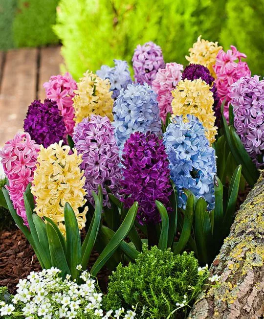 Hyacinth Imported Flower Bulb Multicolor thumbnail 1