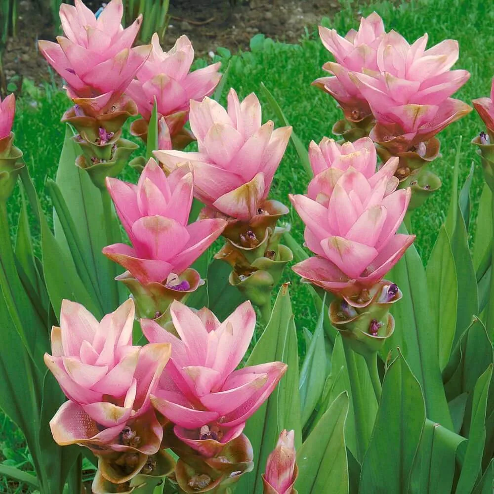 Curcuma Pink Flower Bulbs Pack of 2 Bulbs thumbnail 1