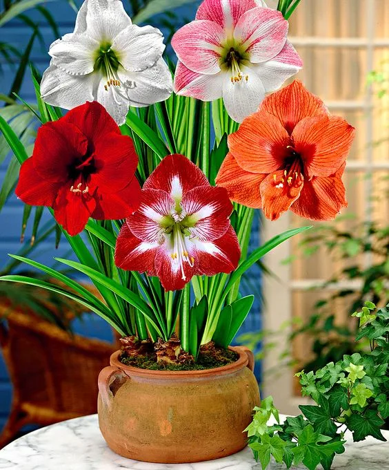 Amaryllis Lily Flower Bulbs Pack of 2 Bulbs thumbnail 1