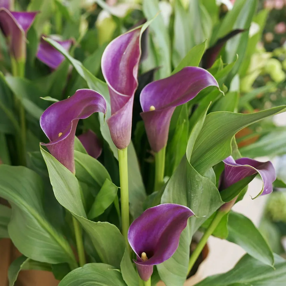Calla Lily Imported purple Pack of 2 Bulbs thumbnail 1